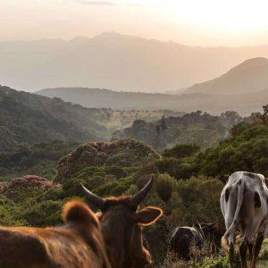 Bale Mountains National Park || Ethiopia