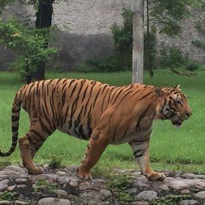 Mahendra Chaudhary Zoological Park || Chandigarh
