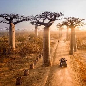 Avenue of the Baobabs || Madagaskar