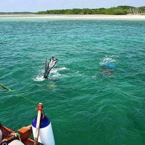 Kiunga Marine National Reserve || Kenya