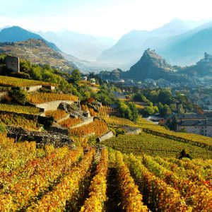 The Millennial Swiss Vine (La vigne de la Mémoire) || Sion || Switzerland