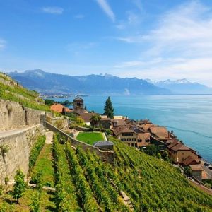 Wineries and Vineyards || Uster || Switzerland