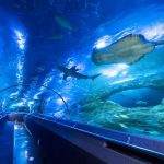 AQWA - The Aquarium of Western Australia