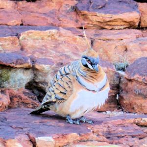 Fountain Springs & Spinifex Pigeon