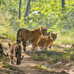 This image has an empty alt attribute; its file name is satpura-tiger-reserve.png