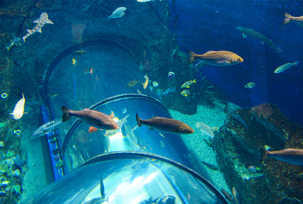 Aquarium du Québec