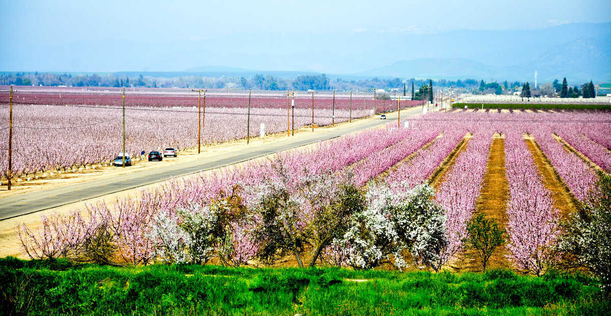 Fresno County Blossom Trail || Fresno || California