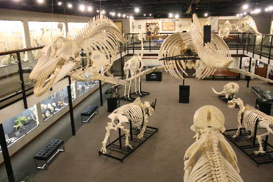 Museum of Osteology || Oklahoma