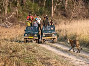 Comparative study — tourists at Jim Corbett, Ranthambore, and Kaziranga (season 2024–2025)